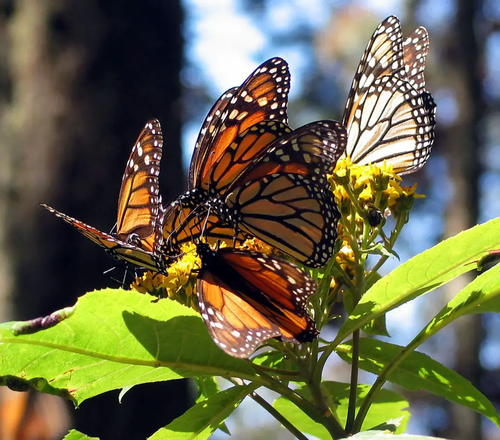 temporada de monarca en Michoacán