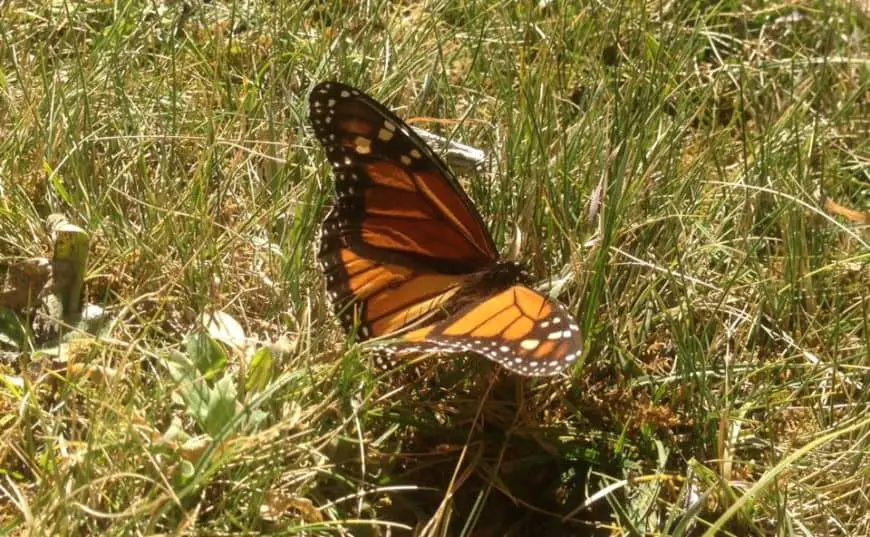 Una Mariposa Monarca en Joya Escondida un paraje secreto de Atlautla
