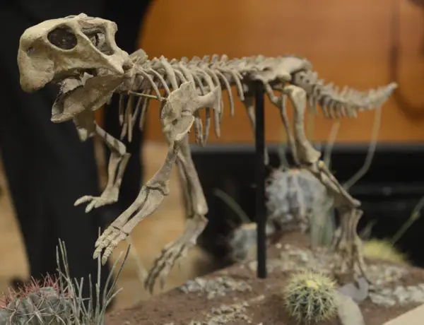 Un nuevo dinosaurio va a impulsar el turismo en Coahuila