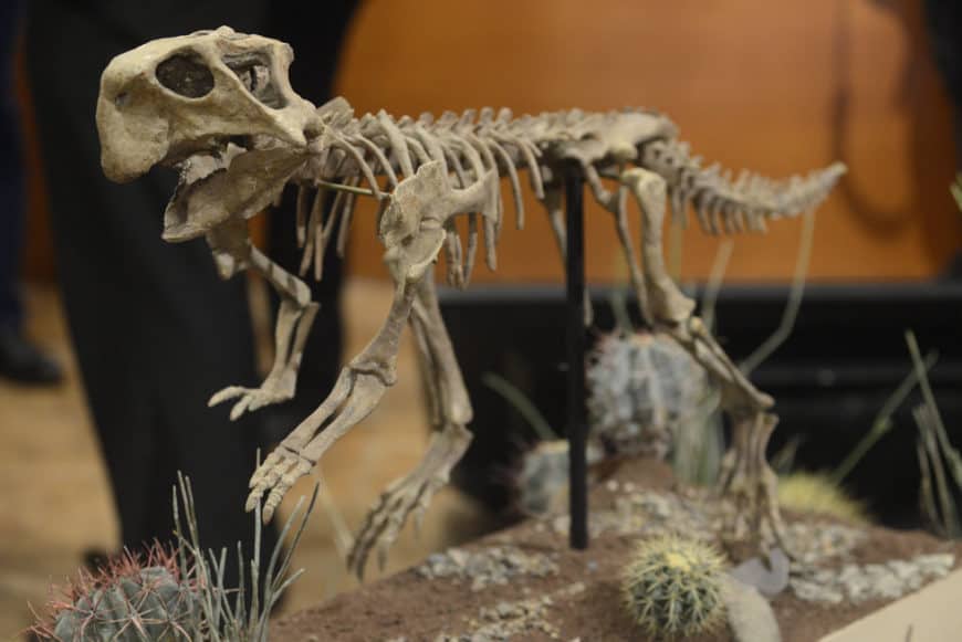 Un nuevo dinosaurio va a impulsar el turismo en Coahuila