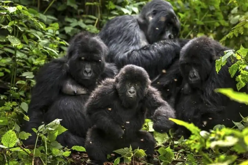 Parque Nacional de Virunga en República Democrática del Congo