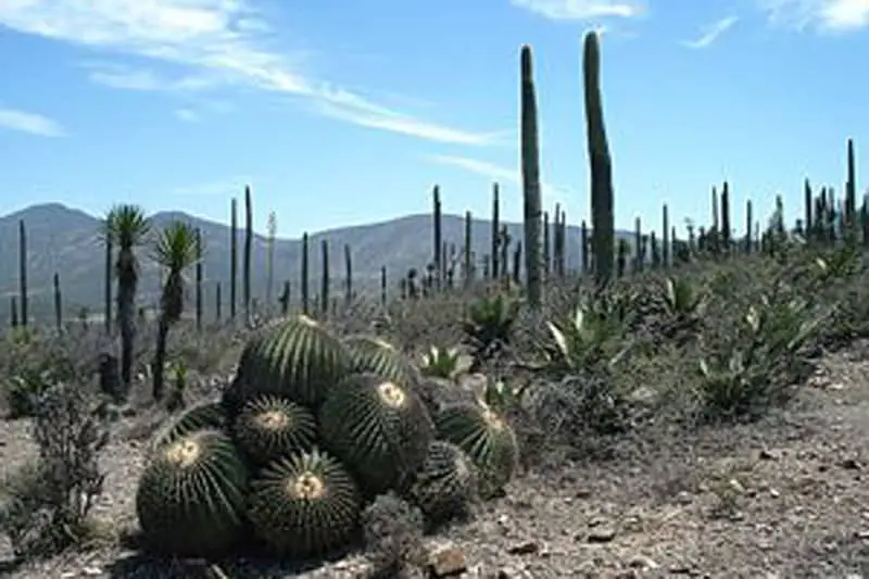 Cactus en el valle de Tehuacán-Cuicatlán