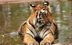 El turismo salva a los tigres en la India