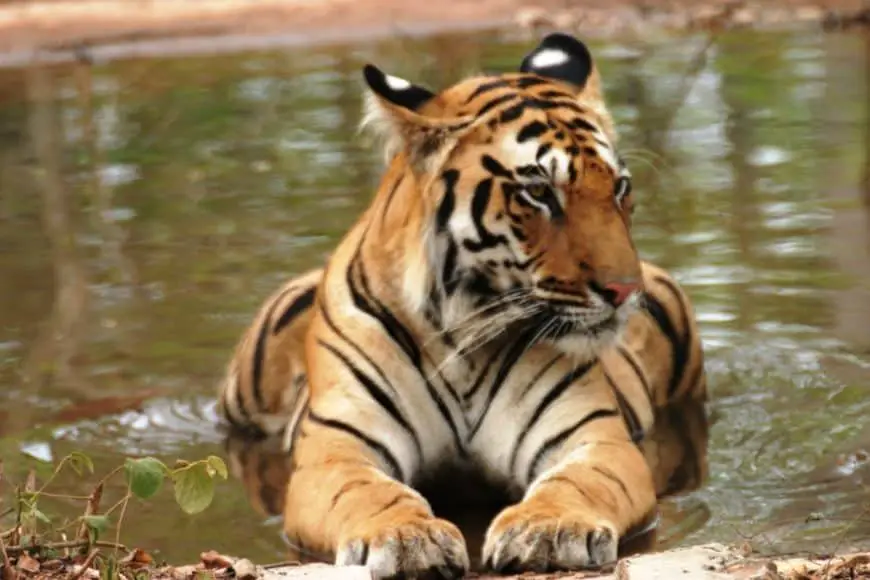 El turismo salva a los tigres en la India