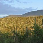El nuevo Patrimonio de la Humanidad en México está en Puebla.