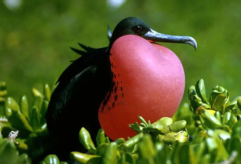 La fregata es uno de los pájaros que los viajeros van a ver a Barbuda