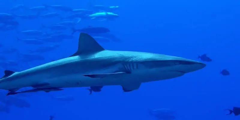 Tiburones nadando en los mares de Palaos