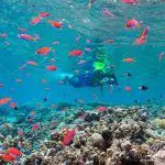 Palaos prohibió los protectores solares dañinos para los corales