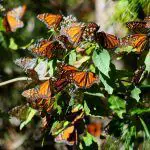 temporada de mariposa monarca michoacán