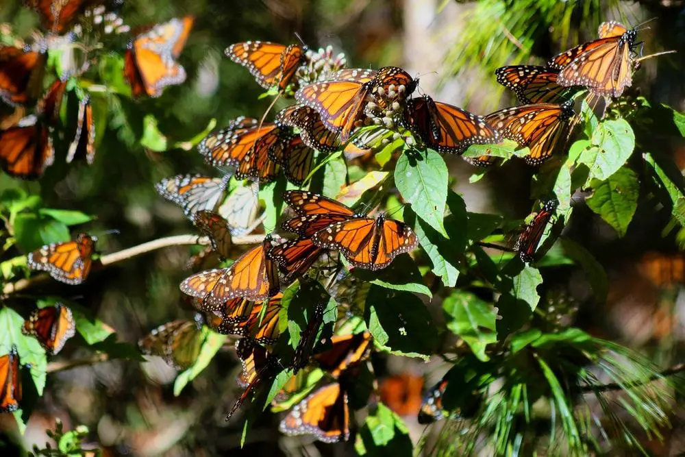 temporada de mariposa monarca michoacán