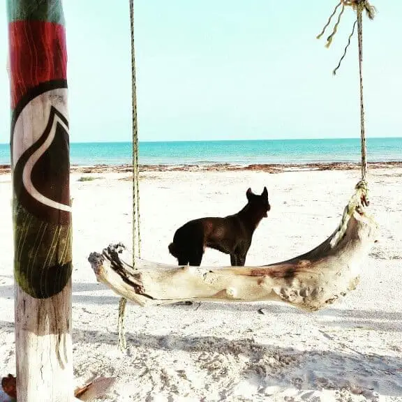 no habrá perros en Holbox