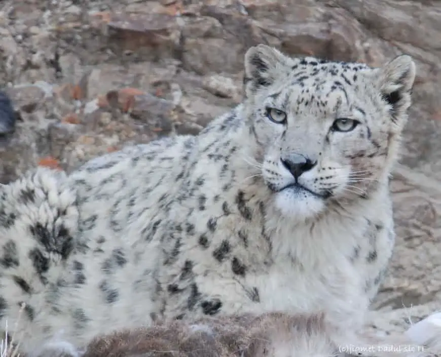 el leopardo de las nieves, o irbis
