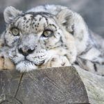 Leopardo de las nieves