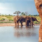 Elefantes en Hwange