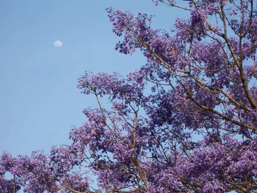 Jacarandas en Ciudad de México