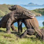 Dragón de Komodo en Indonesia