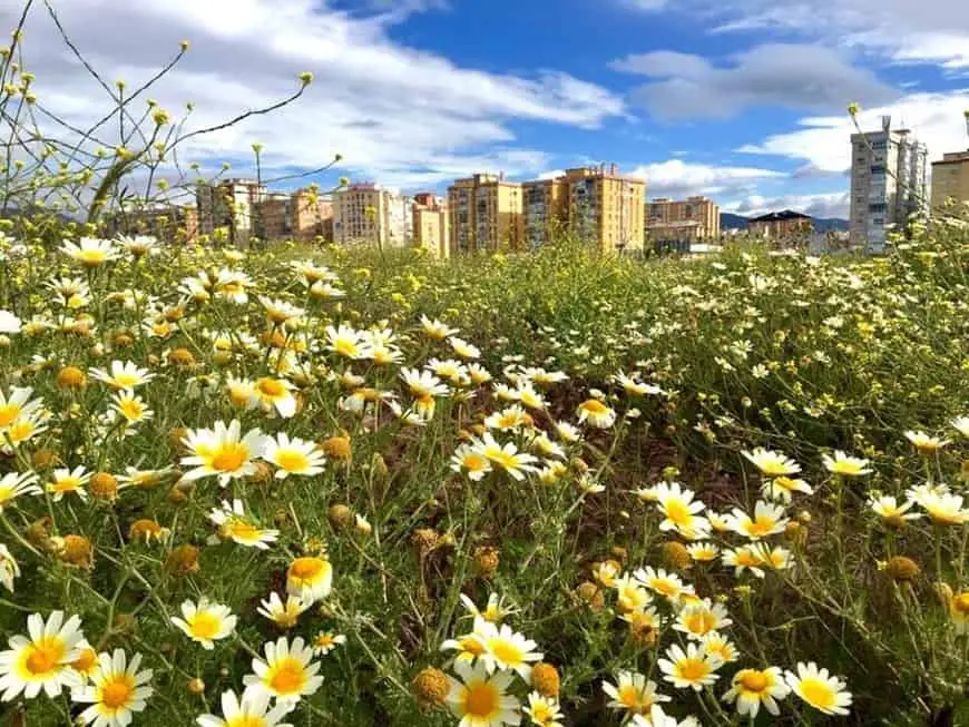 flores en el futuro Bosque Urbano de Málaga