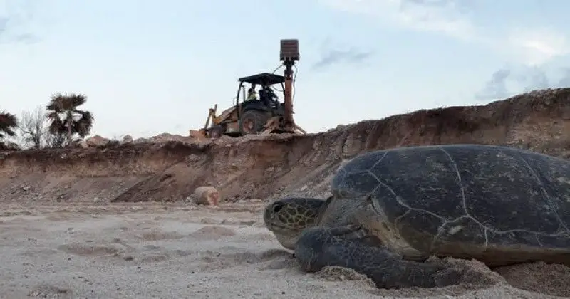Semarnat y Grupo Posadas atentan contra santuario de tortugas marinas en Quintana Roo