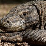 Rostro de un dragón de Komodo