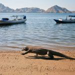 Dragón en isla de Komodo