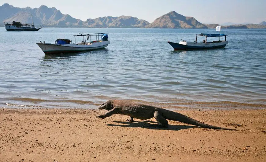 Dragón en isla de Komodo