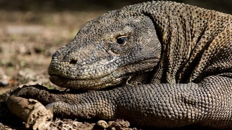 Rostro de un dragón de Komodo