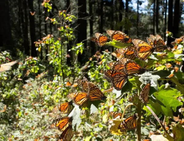 bosques de las mariposas monarcas