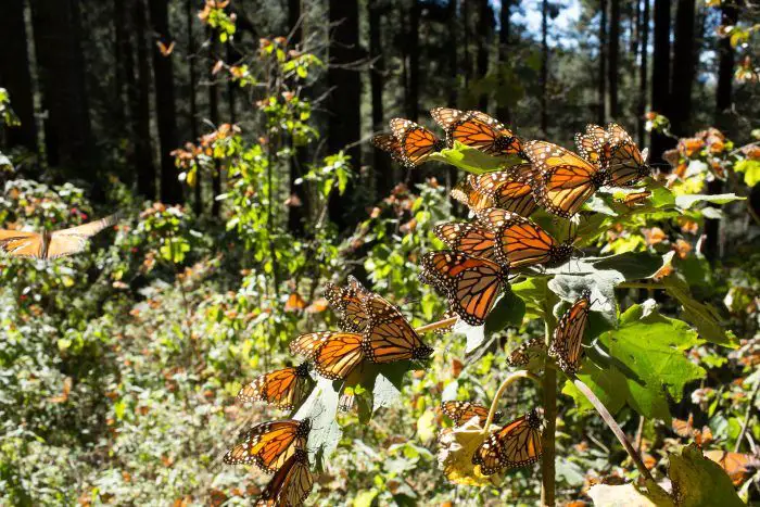 bosques de las mariposas monarcas