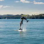delfines en la Bahía de las Islas, Nueva Zelanda
