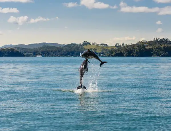 delfines en la Bahía de las Islas, Nueva Zelanda