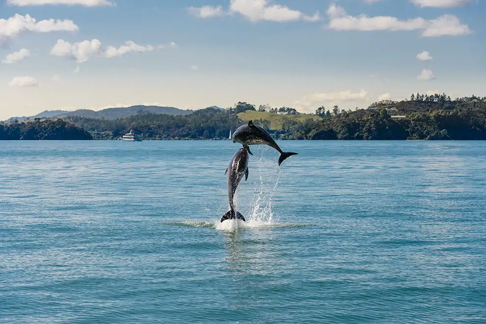 delfines en la Bahía de las Islas, Nueva Zelanda