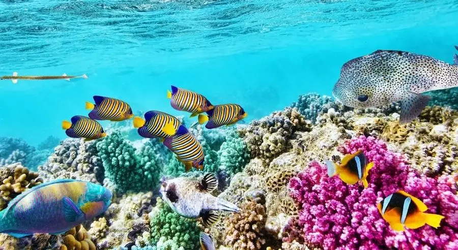 Gran Barrera de Coral Patrimonio de la Humanidad