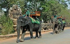 paseos en elefante en Angkor Wat