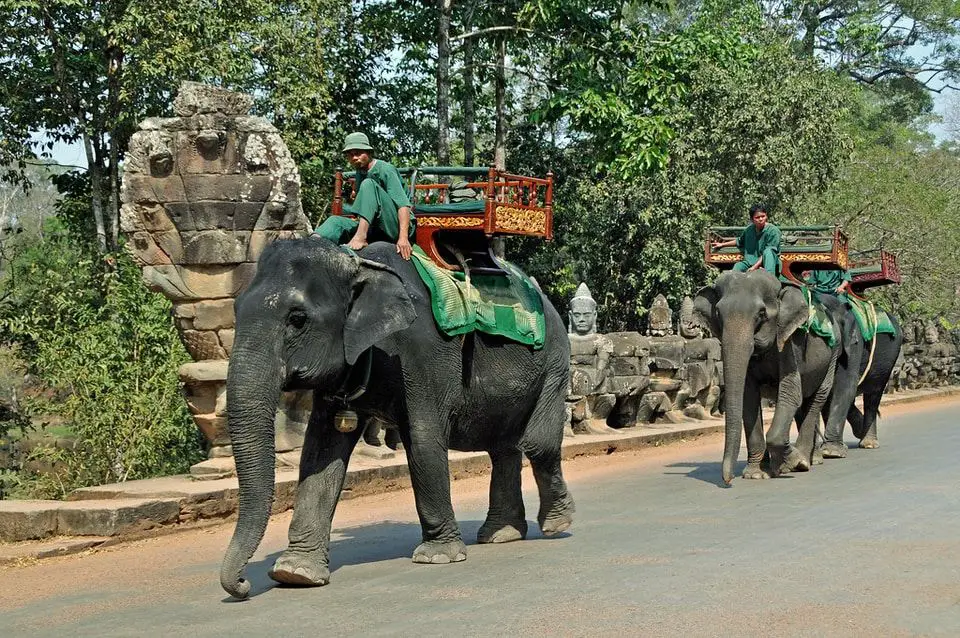 paseos en elefante en Angkor Wat