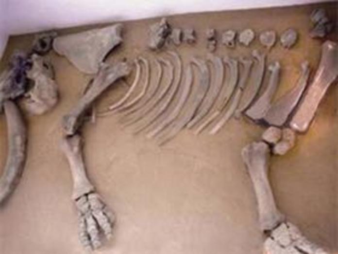 Huesos del mamut del metro Talismán