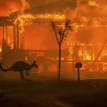 Canguro huye de los incendios de Australia