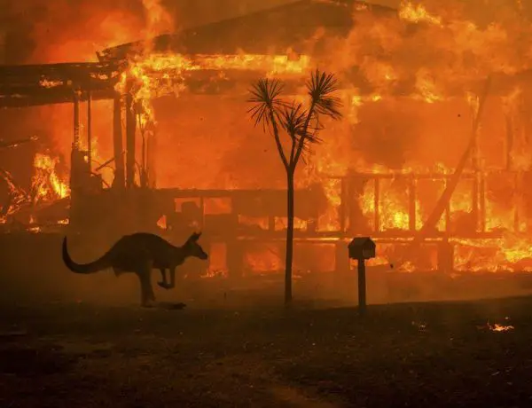 Canguro huye de los incendios de Australia