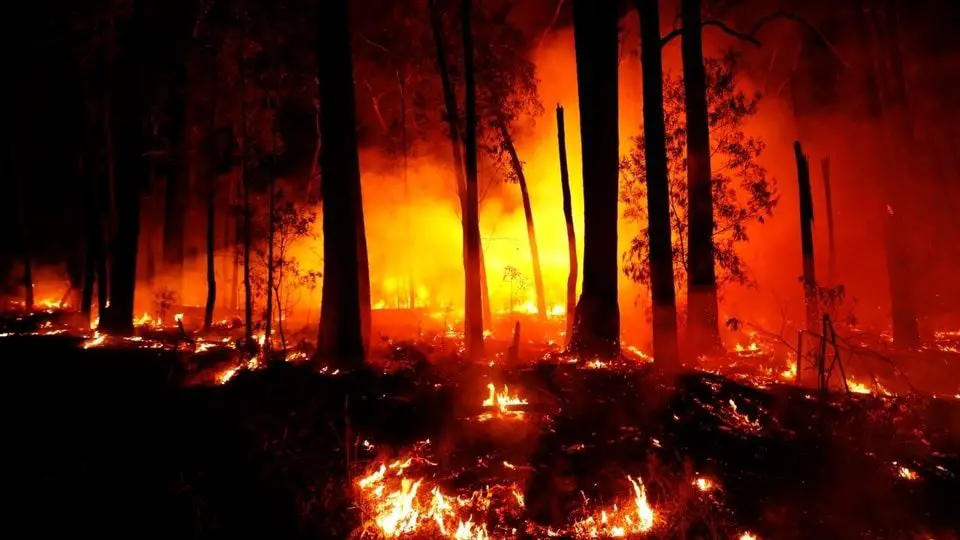 Incendios de Australia han dejado especies extintas en la Isla Canguro