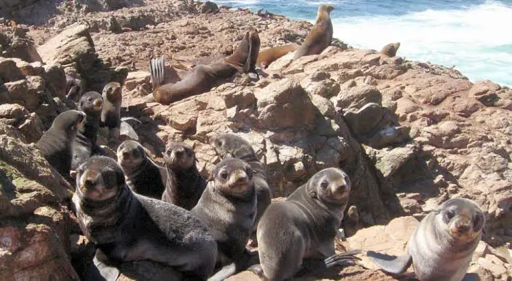 una colonia de focas en una isla frente a las costas de San Francisco