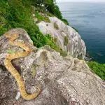 Bothrop Insularis en la isla de las serpientes de Brasil
