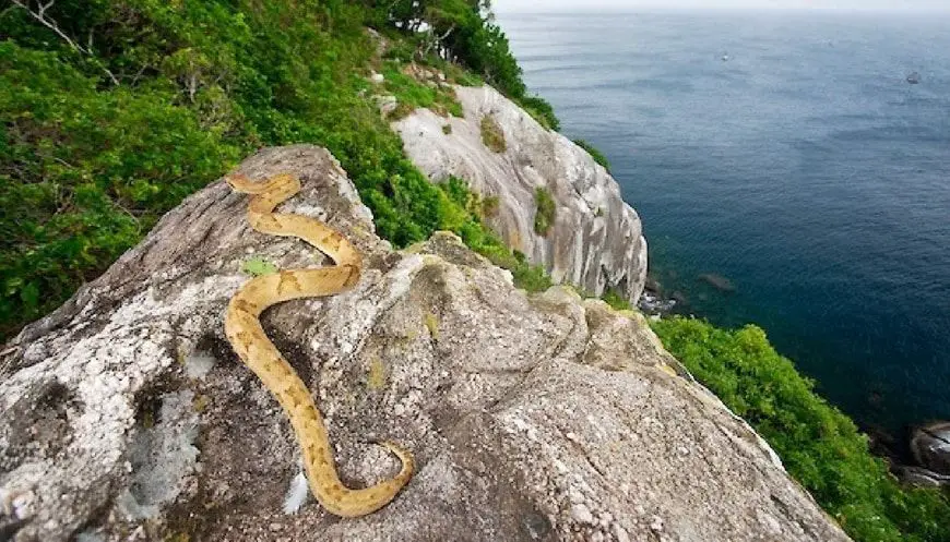 Bothrop Insularis en la isla de las serpientes de Brasil