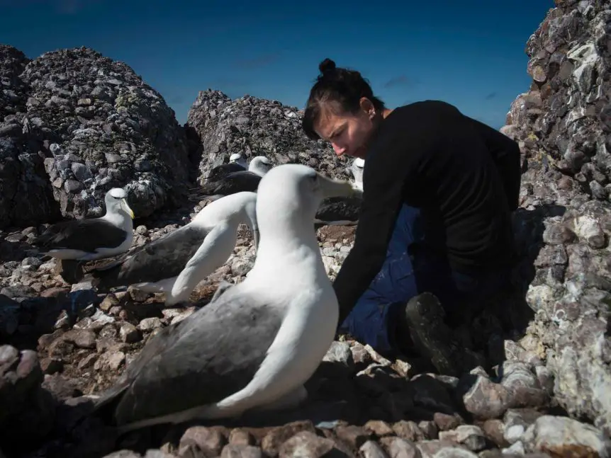 científica estudia un nido en isla Albatros