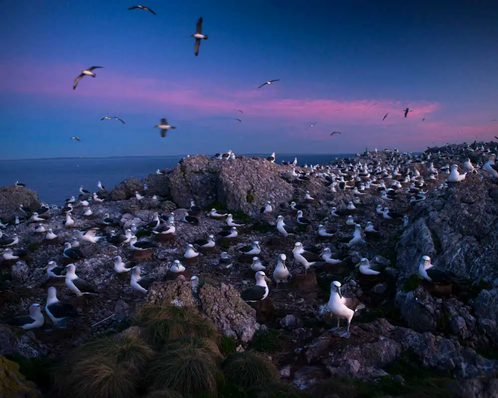 Albatroses en Tasmania