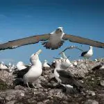 Albatros volando
