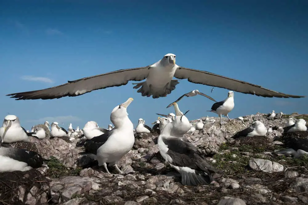 Albatros volando