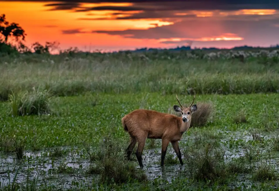 Rescate del PArque Nacional Iberá