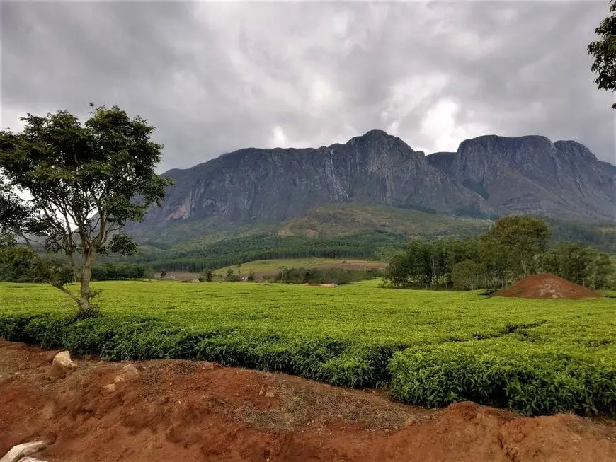 Campos de té de Mulanje en Malawi