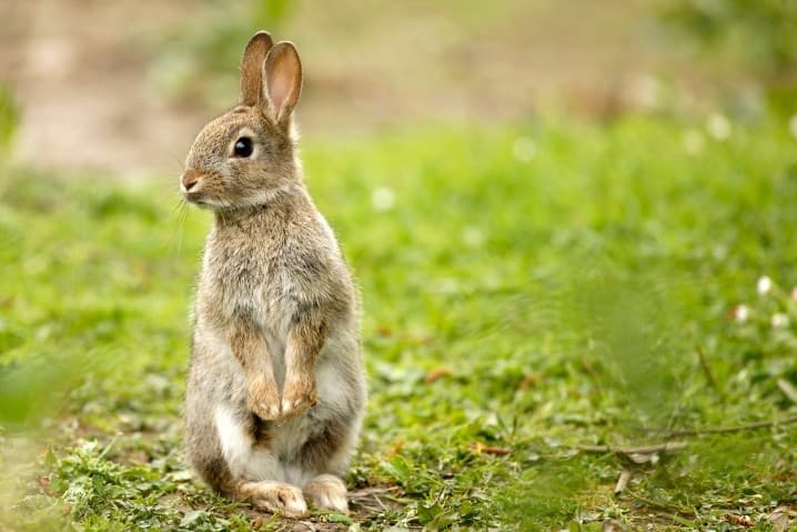 un conejo parado sobre sus patas traseras