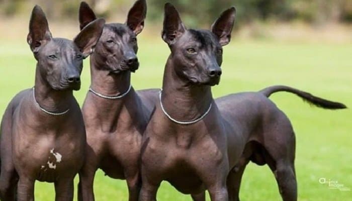 perro xoloitzcuintle