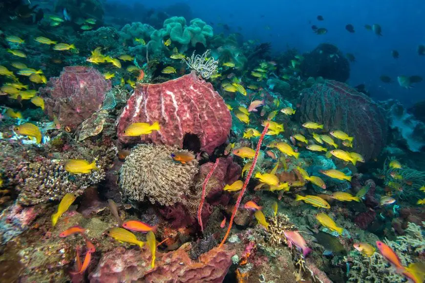 Peces amarillos en los arrecifes de la isla de Atáuro